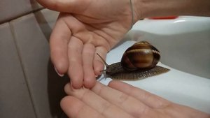 Улитка оказывается ползает быстро-быстро