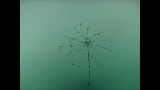 Photographing Water Drops and Dandelion Seeds смотреть онлайн