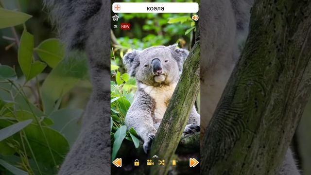 Звуки коалы #shorts #koala #коала