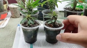 Pachypodium lamerei пересадка 13/07/2021