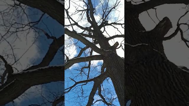 Старый дуб/Стар дъб/Old Oak   13.03.2023  #лесопарк #Лосиныйостров #природа #весна #март #снег #дуб