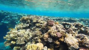 Риф SUNRISE REMAL BEACH