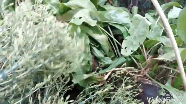 УРОЖАЙ ЧЕСНОКА/ПОДГОТОВКА ГРЯДОК К ЗИМЕ. смотреть онлайн