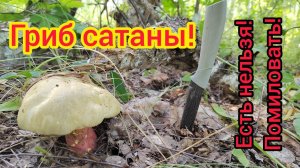 Сатанинский гриб Ложный белый боровик