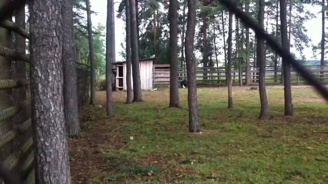 YELLOW PRESS VILLAGE #Косуля#Редкое животное Беларуси#Детеныш косули#дикие животные# смотреть онлайн