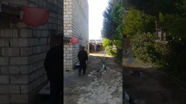 Голоб