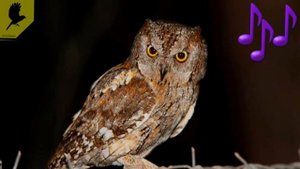 Голоса птиц. Сова сплюшка (Otus scops) Сова сплюшка звук.