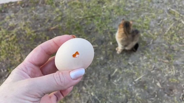 Куры и коты едят яйца Как выбираю петухов Обрезаю сад на большой урожай