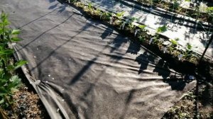НОВОЕ НА МОЕМ ОГОРОДЕ: ДОРОЖКИ ИЗ АГРОВОЛОКНА И ЗАТЕНЯЮЩАЯ СЕТКА