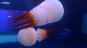 океанариум