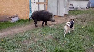 Дикий кабан, размеры.