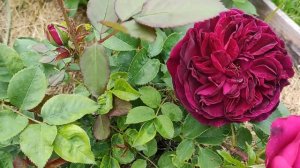 21 СОРТ РОЗ В МОЕМ САДУ (первые из 150+): флорибунды, шрабы, ч/г… | Обзоры сортов роз сезон 2023г.