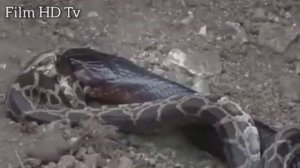 Самое удивительно нападения диких Животных - королевская кобра, Питон Анаконда - безумных Бои живот