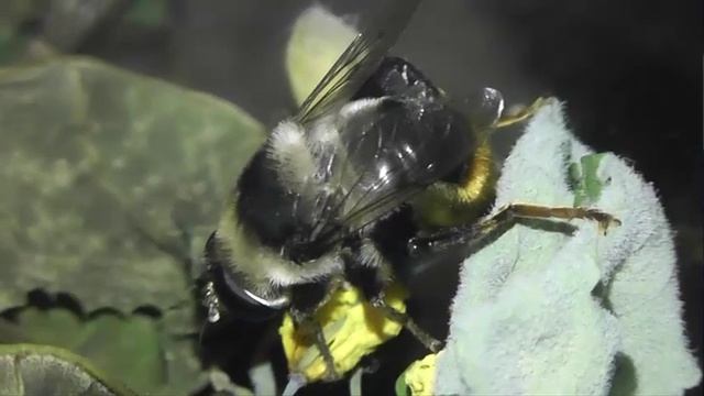 ИНСЕКТАРИЙ: 355. Маллота Трёхцветная (Mallota tricolor)
