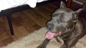 Кане Корсо супер Нянь! ))