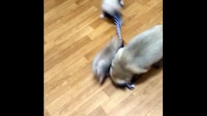 мопс приколы 4