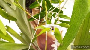 Опыление орхидеи дендробиум Круменатум #опылениеорхидеи #орхидеи #орхидеяуход #доминикана #орхомани