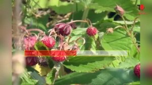 ♪ ЯРАТОН МАР МЕДА СЫӴЕ ТОН караоке удмуртские песни