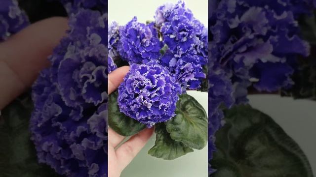 Продолжение. Небольшая подборка фиалочек и стрептокарпусов.(Часть видео со звуком, а часть без звук смотреть онлайн