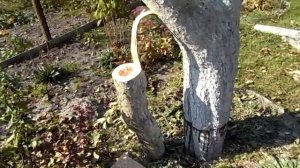 Как правильно спилить дерево на даче