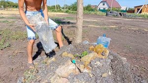 Павловния Войлочная в Парке Чкаловский :-) Мульчирование отработанными грибными блоками, камнями.)