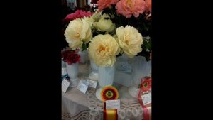 Выставки пионов КЦМ 2016 г