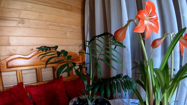 Хамедорея - пальма Судьбы и гиппеаструм - происхождение, уход и полив, а также несколько секретов