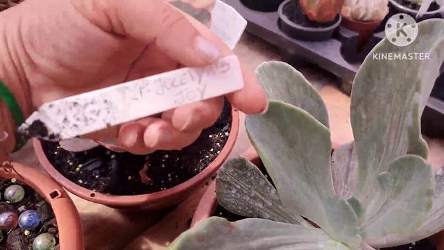 SUCULENTAS VARIEGATAS, COM IDENTIFICAÇÃO E COMO EU AS CULTIVO... смотреть онлайн