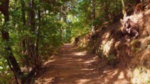 Прогулка по лесу (Звуки леса) 4К