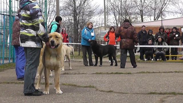 Выставка среднеазиатских овчарок ранга ПК, г. Дмитров (25.04.2015 г.) смотреть онлайн