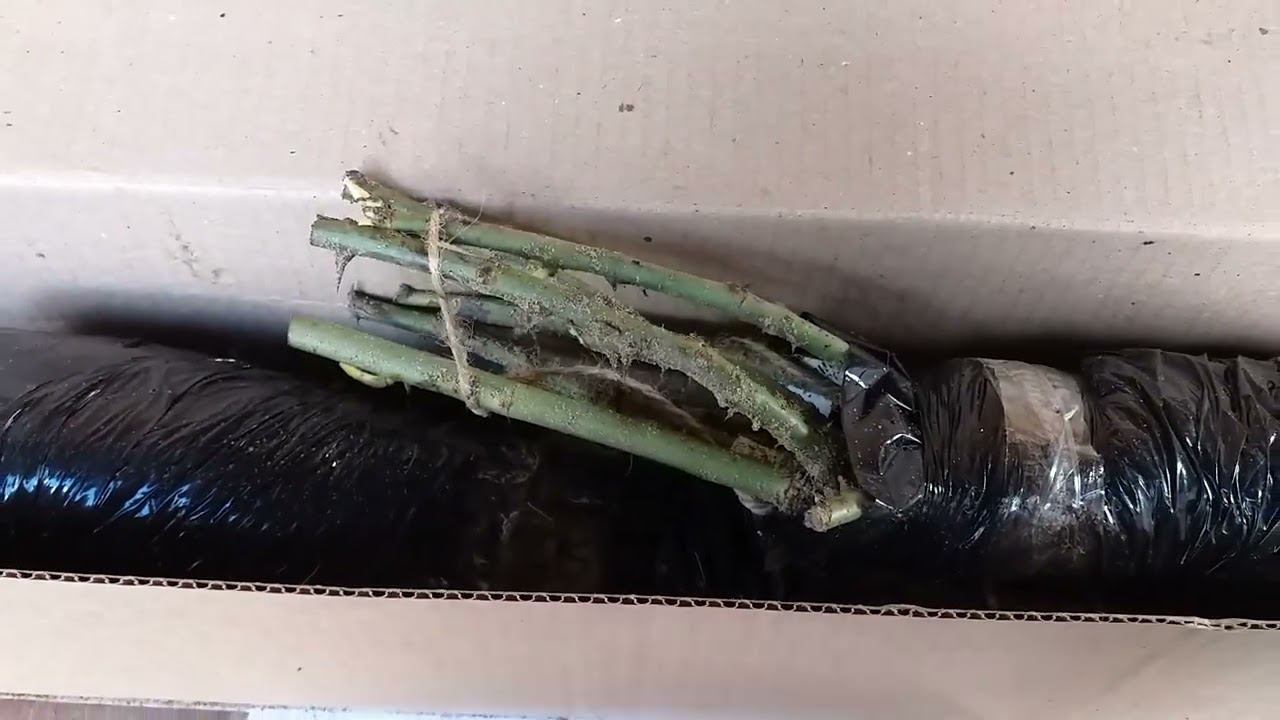 РОЗЫ. Посылка пятая. Завершающая смотреть онлайн