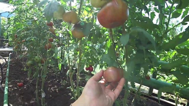 Шоколадные томаты смотреть онлайн