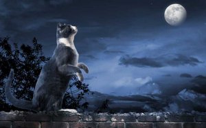 197. ИСТОРИЯ ПРО КОШКУ И СКОРПИОНА. Леонид Тугутов (Лакшми Нараяна дас). Ведические истории.