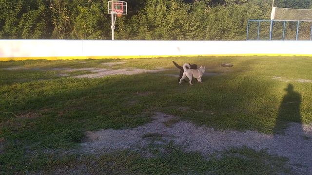 VID_20240901_190617.mp4 смотреть онлайн