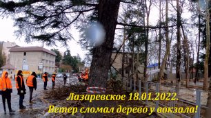 Ветер сломал дерево у станции Лазаревское! 18.01.2022.🌴ЛАЗАРЕВСКОЕ СЕГОДНЯ🌴СОЧИ.