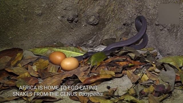 Голодный Питон Глотает Целиком Свою Жертву ! Змея Против Крокодила, Льва и Других Животных. смотреть онлайн