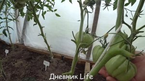 ТОМАТЫ ПЛОХО ЗАВЯЗЫВАЮТСЯ В ТЕПЛИЦЕ// ИЮЛЬ 2020