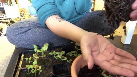 Growing Coleus from seeds