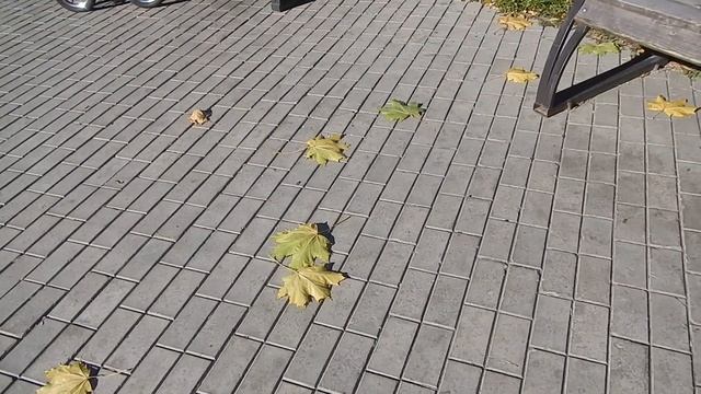Кленовые листья красиво лежат на брусчатке