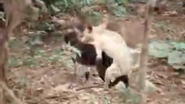 Mating of dog and a cat, sire and dam смотреть онлайн