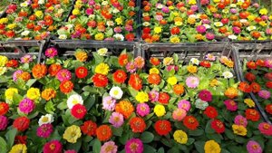 Циннии из собственных семян. НЕ ХУЖЕ ЧЕМ ОРИГИНАЛ. Первые продажи в этом сезоне.