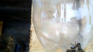 Кормушка для пчел  Бюджетний вариант