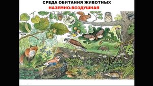 ПРИЗНАКИ ЦАРСТВА ЖИВОТНЫЕ. КЛАССИФИКАЦИЯ ЖИВОТНЫХ