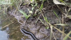 Пиявка в природе, видео rybachil.ru