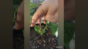 Гортензия Bonfire (Бонфайер). Развитие куста после кардинальной обрезки.