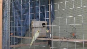 Разведение попугаев осень зима 2017 №2 Размеры домика - дуплянки гнезда для волнистиков и корелл