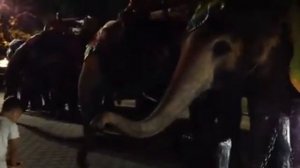 БЛАГОДАРНЫЙ СЛОН, ДОСМОТРИ ДО КОНЦА ВИДЕО 🐘