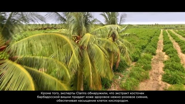 Барбадосская вишня удивительный суперфрукт