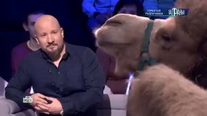 ""Загранью Горбатые Разлучники """""