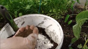 ВЫСАЖИВАЮ СЛАДКИЙ ПЕРЕЦ НА ГОРЧИЦУ И РЫБНУЮ МУКУ!